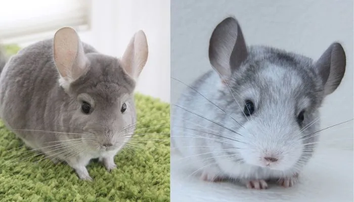 An Introduction to Chinchillas: What Is a Chinchilla?