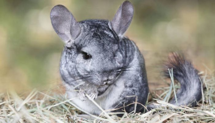 rabbit foods for Chinchilla