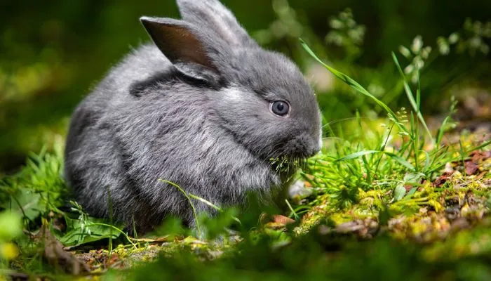 Rabbit Food Composition