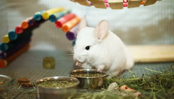 Chinchilla Toys