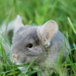 Can Chinchillas Eat Rabbit Food?