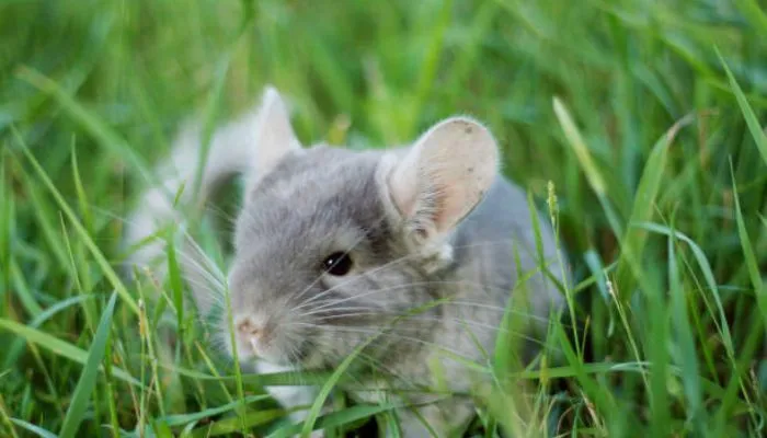 Can Chinchillas Eat Rabbit Food?