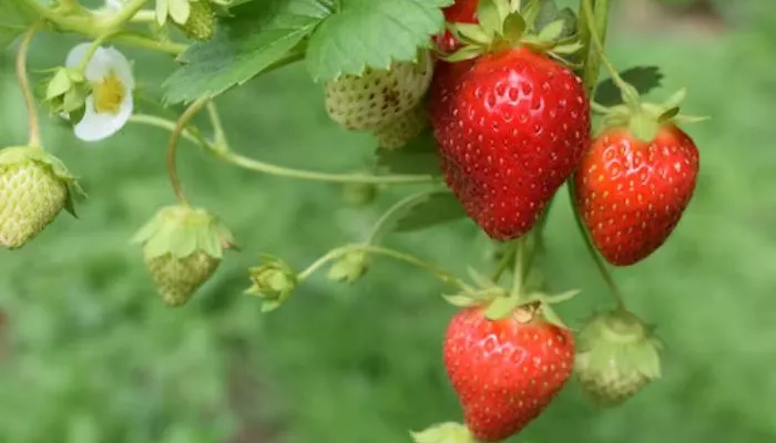 Can chinchilla eat strawberries