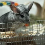 Chinchilla Cage Setup Ideas