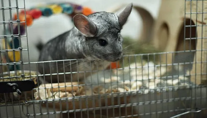 Chinchilla Cage Setup Ideas