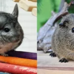 Chinchilla vs Guinea Pig: Choosing the Perfect Pet