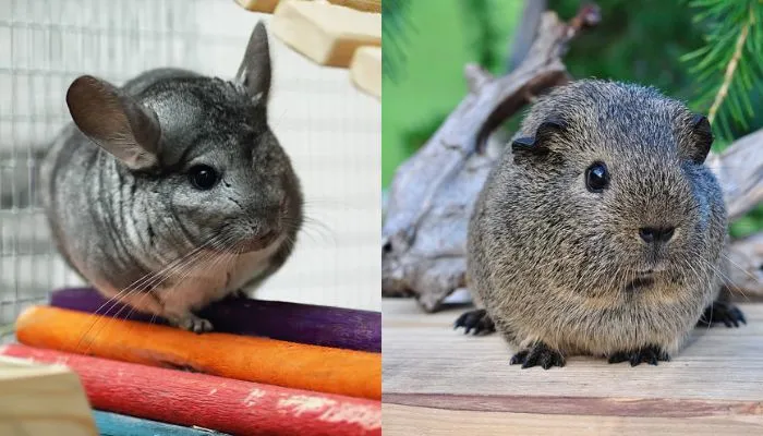 Chinchilla vs Guinea Pig: Choosing the Perfect Pet