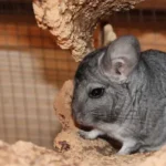 Chinchillas as Pets Pros and Cons