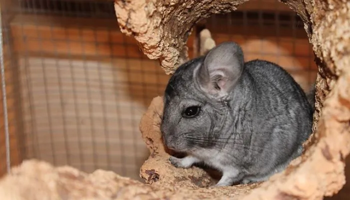 Chinchillas as Pets Pros and Cons