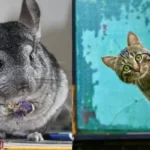 Chinchillas with Cats – Can They Live Together?