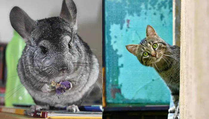 Chinchillas with Cats – Can They Live Together?