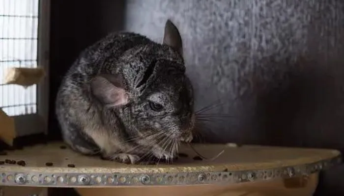 Best place for Chinchilla cage setup