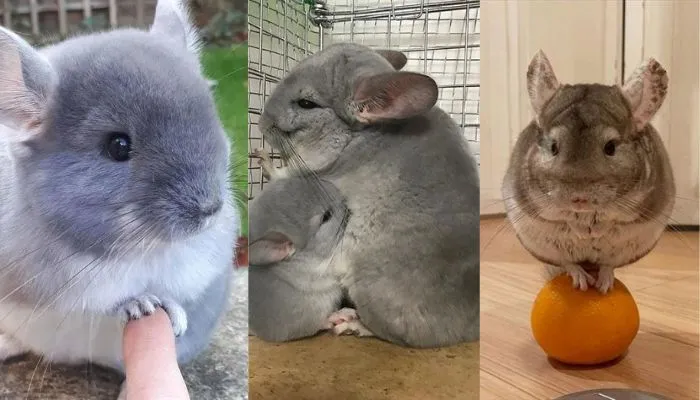 different colors of Chinchilla