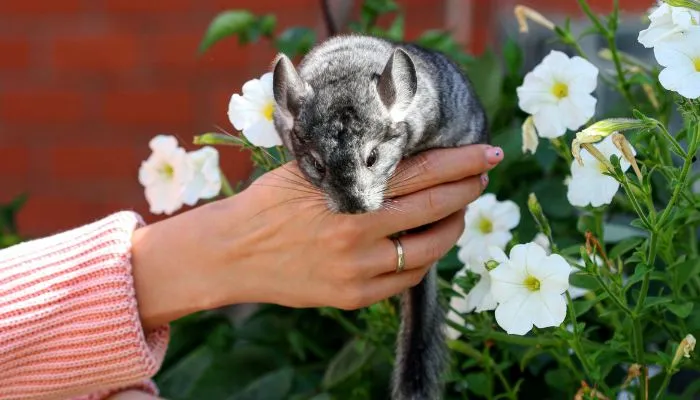 Good foods for chinchillas