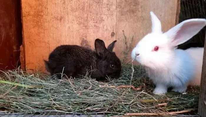 Albino Chinchillas type