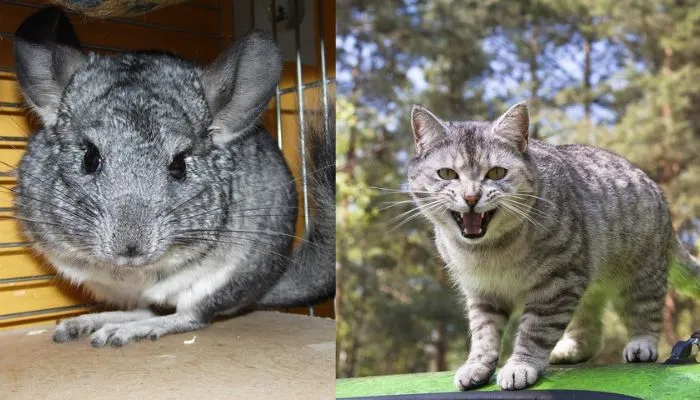 Cat attack on Chinchilla