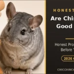 are chinchillas good pets pros and cons