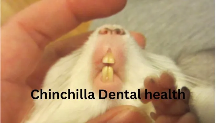 Natural Remedies for Chinchilla Dental Health