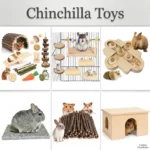 best chinchilla toys 2026 complete guide