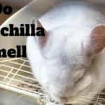 Maintaining a Pleasant Environment: Do Chinchillas Smell?