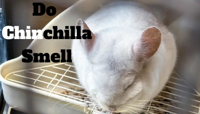 Maintaining a Pleasant Environment: Do Chinchillas Smell?