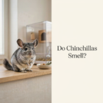 do chinchillas smell honest answer