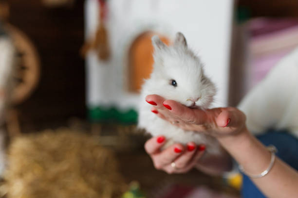 How to Care for Baby Chinchillas: A Complete Beginner’s Guide