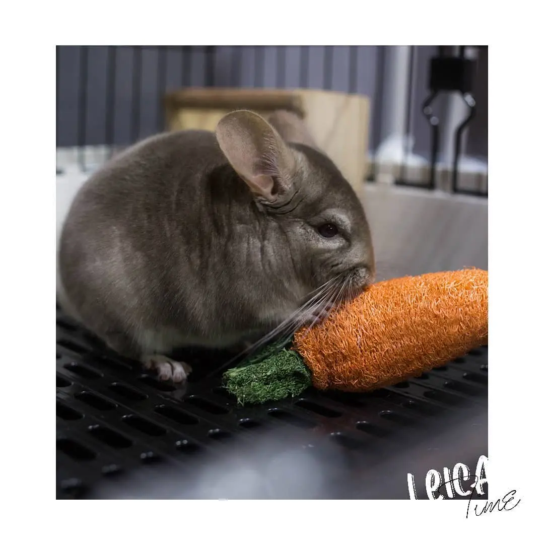Beige Chinchilla colors