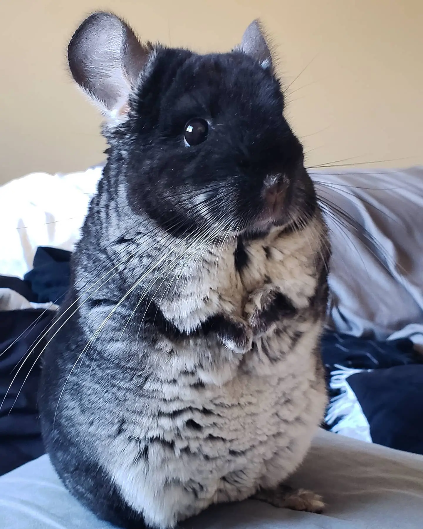 Black Velvet Chinchilla