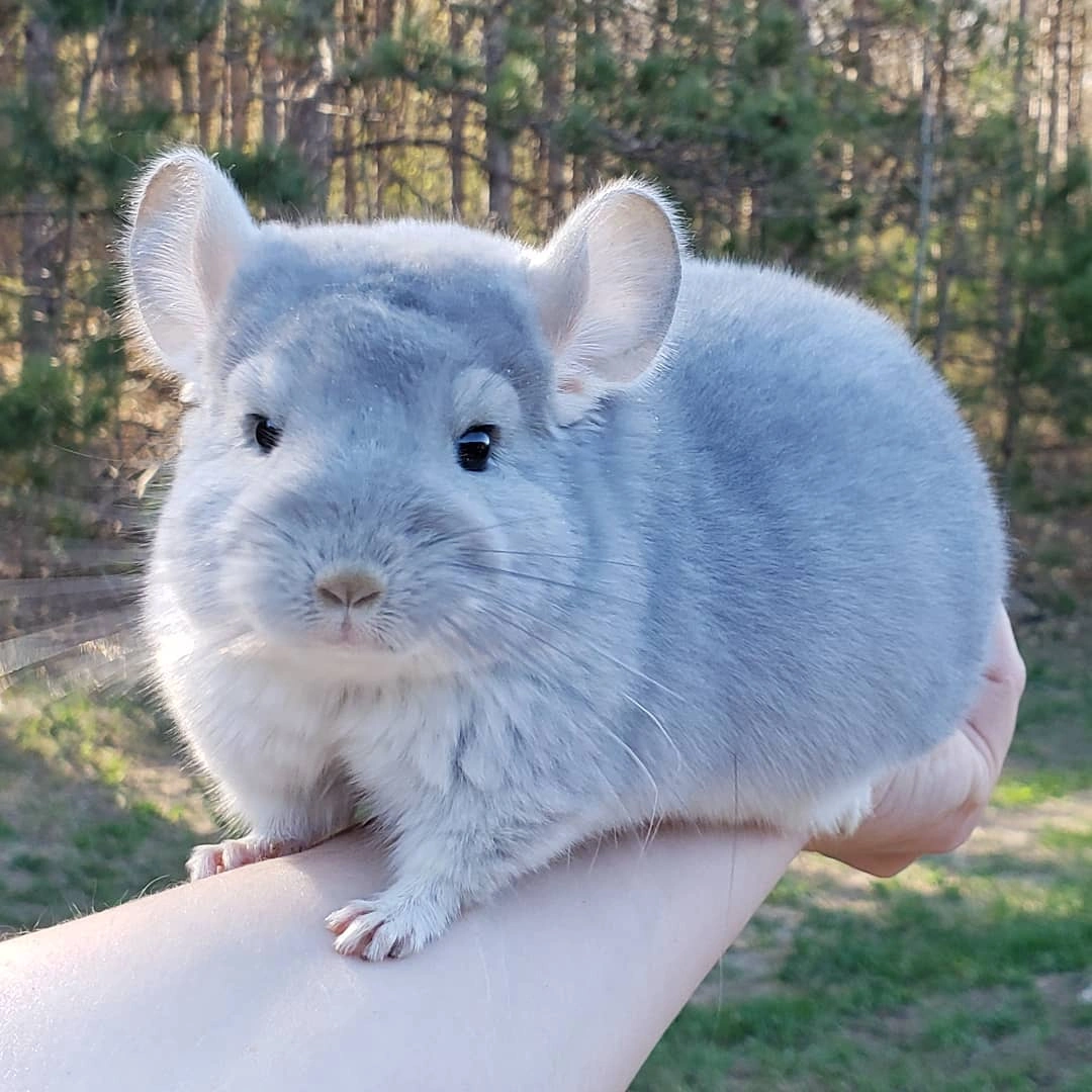 Blue Diamond Chinchilla