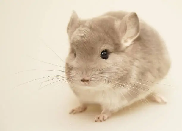 Brown Velvet Chinchilla