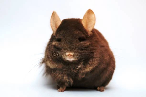 Chocolate Chinchilla Colors