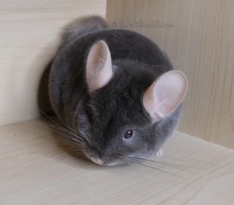 Dark Tan Chinchilla Colors