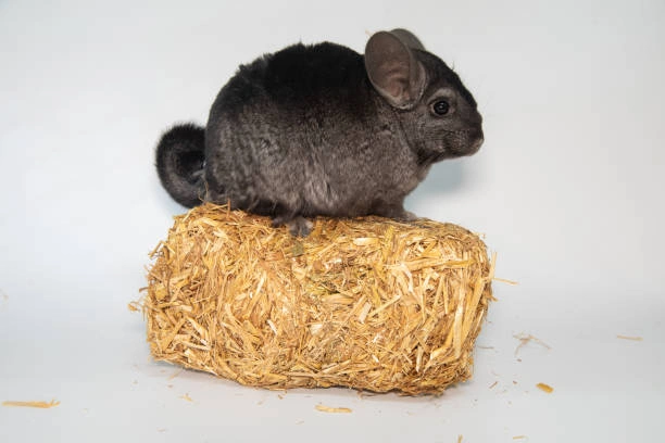 Ebony chicnhilla