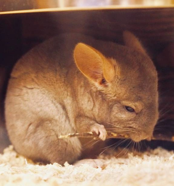 Gold bar Chinchilla