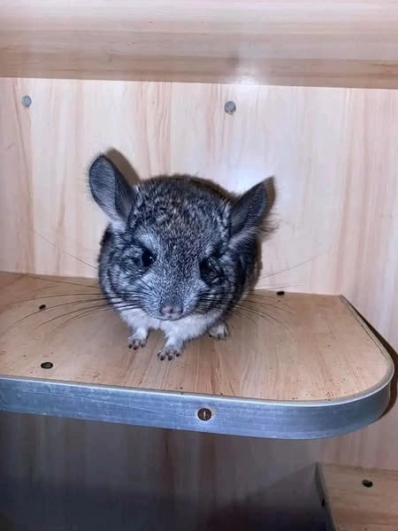 Gray chinchilla