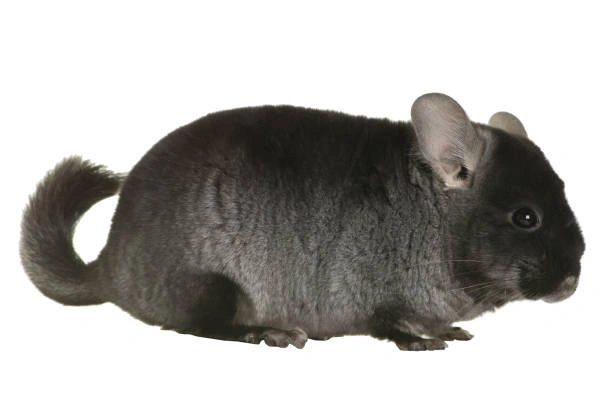 Hetero Ebony Chinchilla