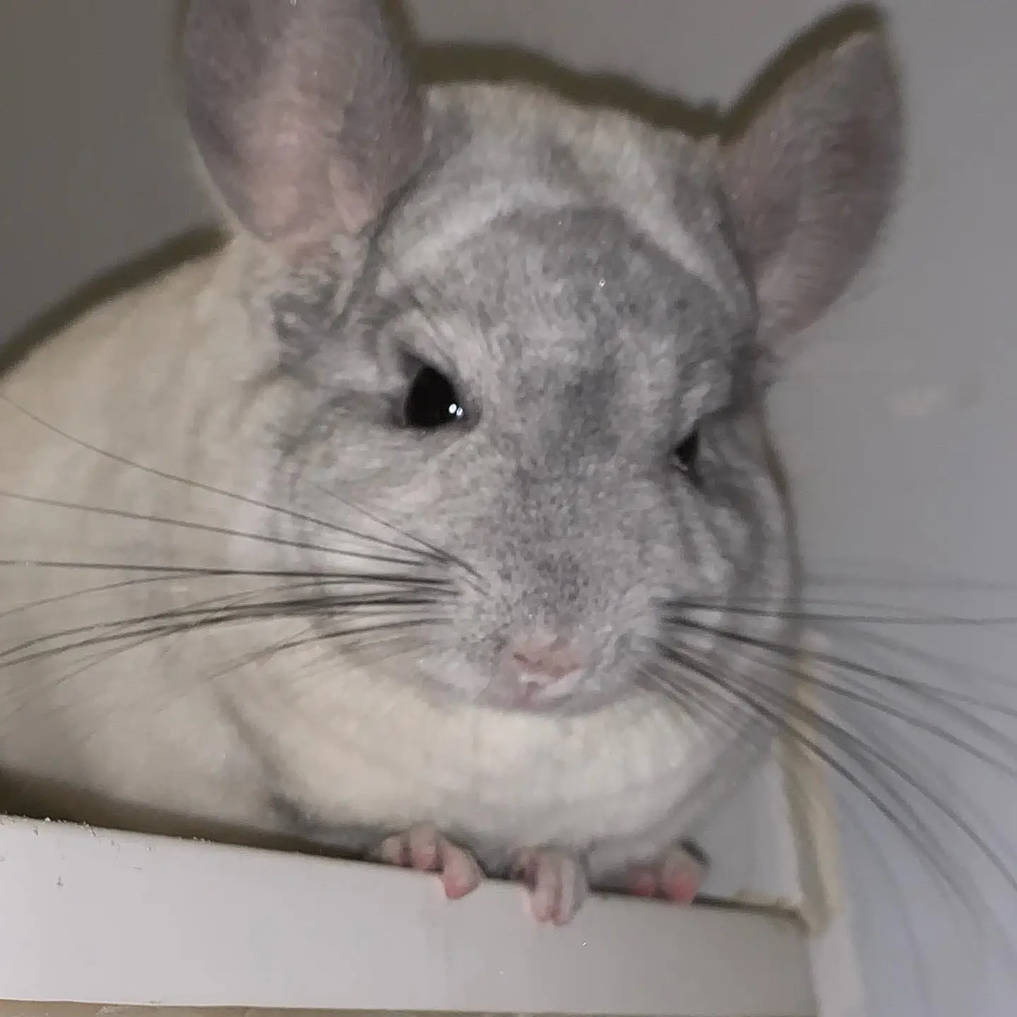 Mosaic Chinchilla
