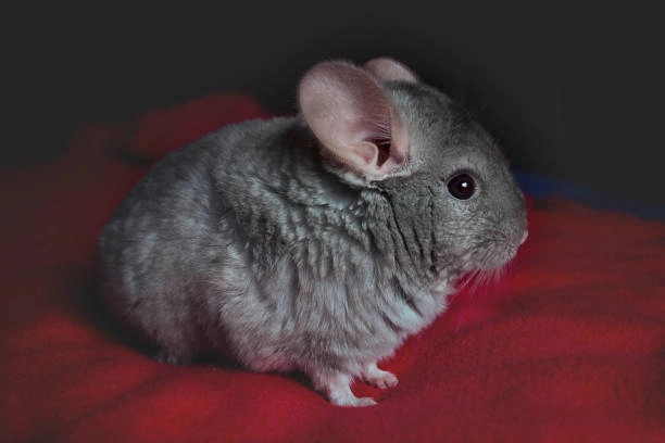 Pastel Chinchilla Colors