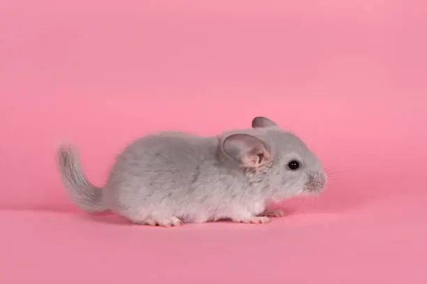 Pink White chinchilla