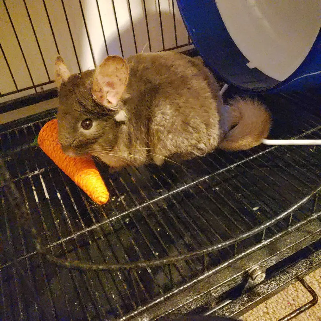 Sapphire Chinchillas color