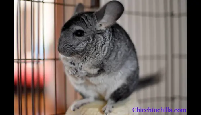 Standard Gray Chinchilla