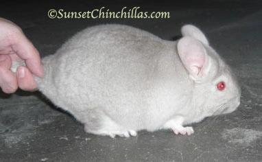 TOV Homo Beige Chinchilla Colors