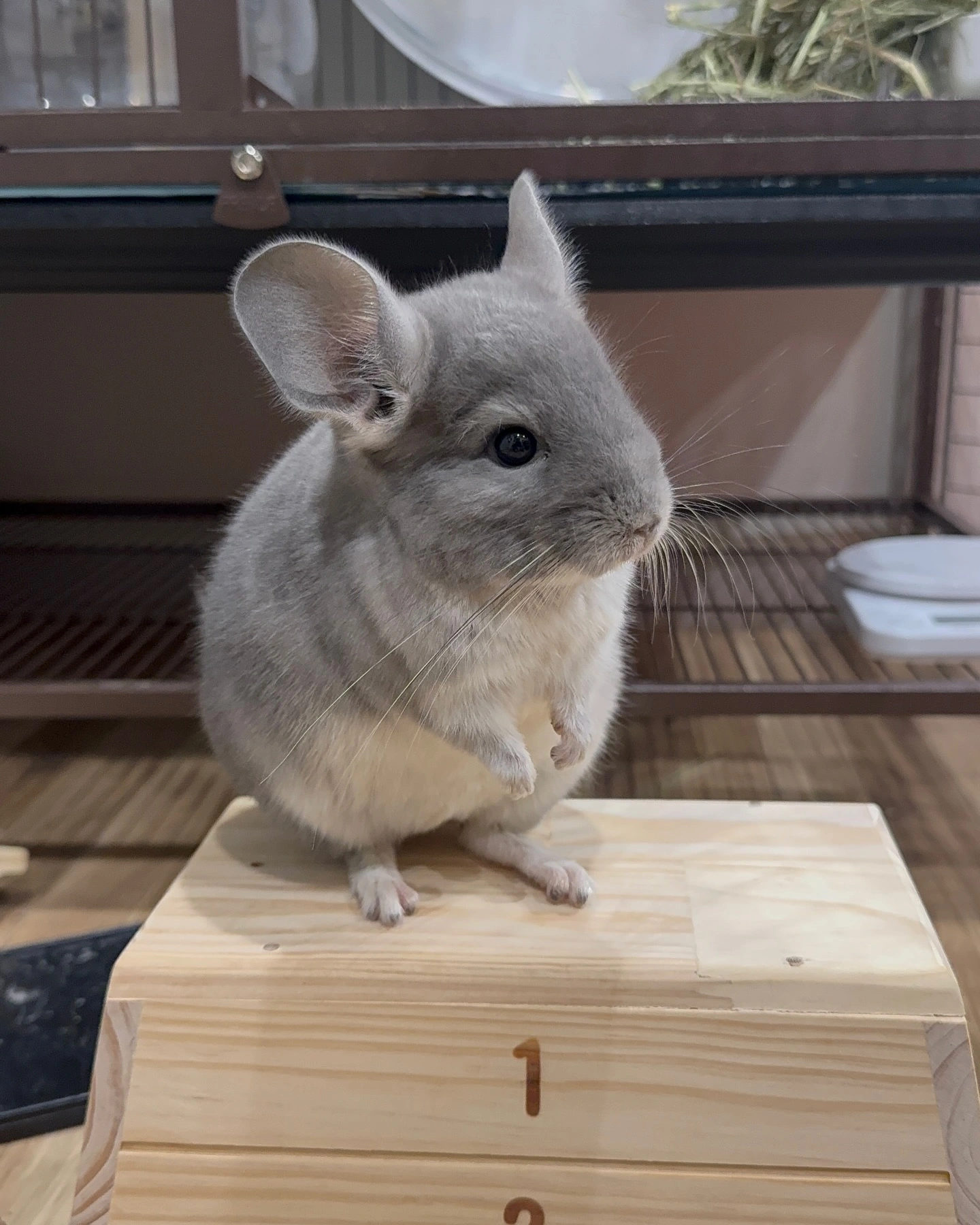 Violet Chinchilla