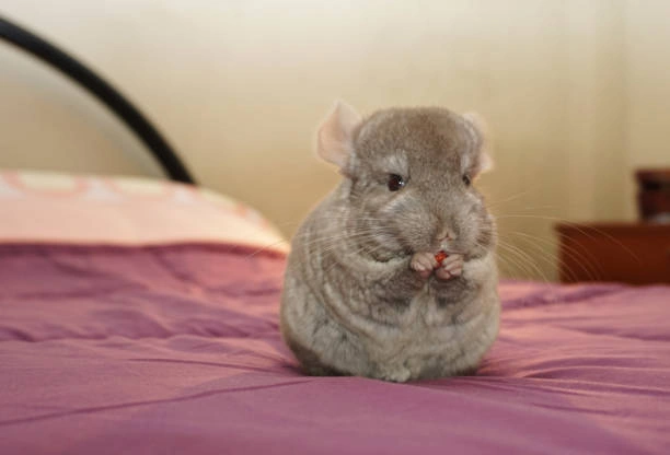 Violet Wrap chinchilla Colors