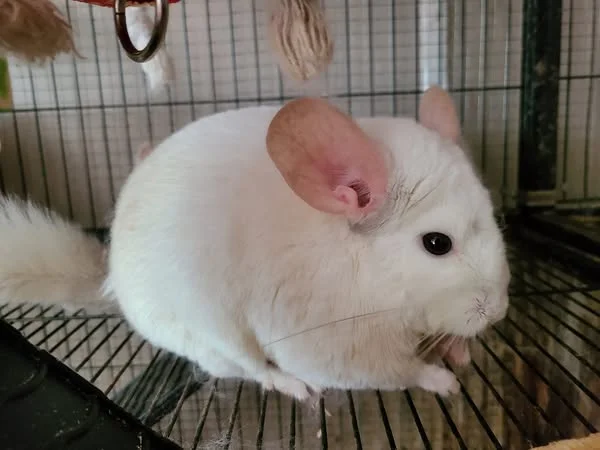 White Mosaic ChinChilla