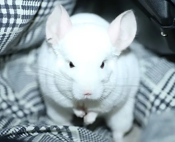 White chinchilla Colors