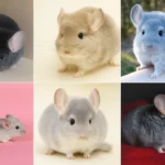 Complete Guide to Chinchilla Colors (With Pictures and Facts)